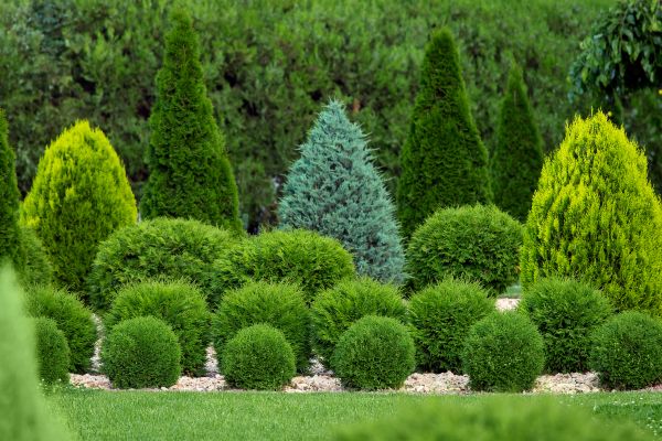 Cost of Bush Trimming Service in Overland Park