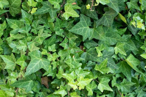 Cost of English Ivy Removal in Overland Park