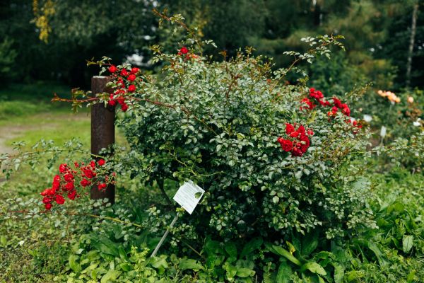 Cost of Rose Bush Removal in Overland Park
