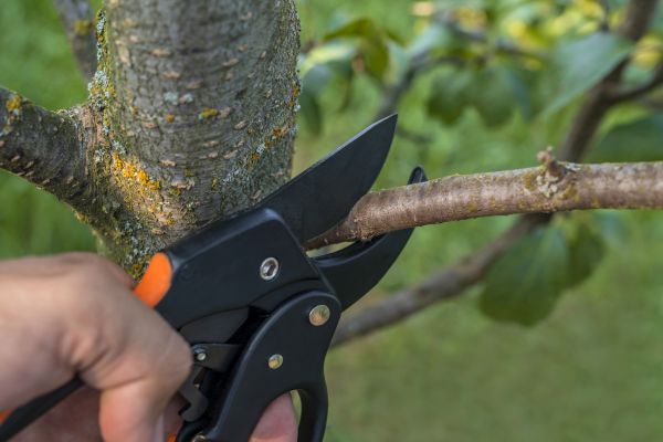 Tree Pruning Service