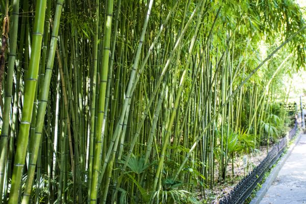 Cost of Bamboo Root Removal in Overland Park
