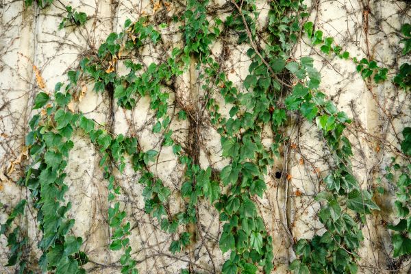 Cost of Vine Removal Service in Overland Park