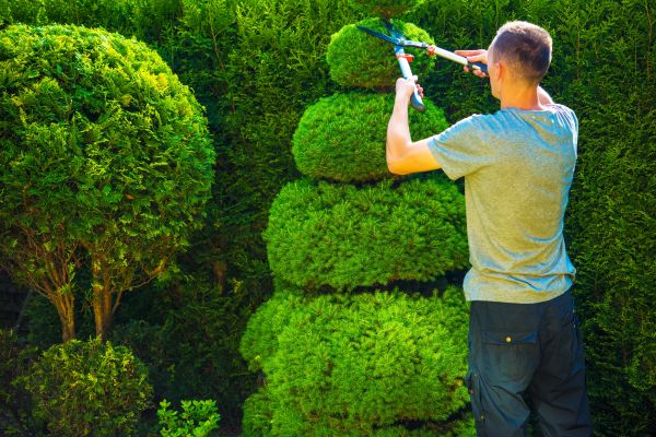Topiary Shaping