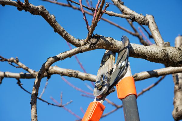 Cost of Selective Pruning in Overland Park