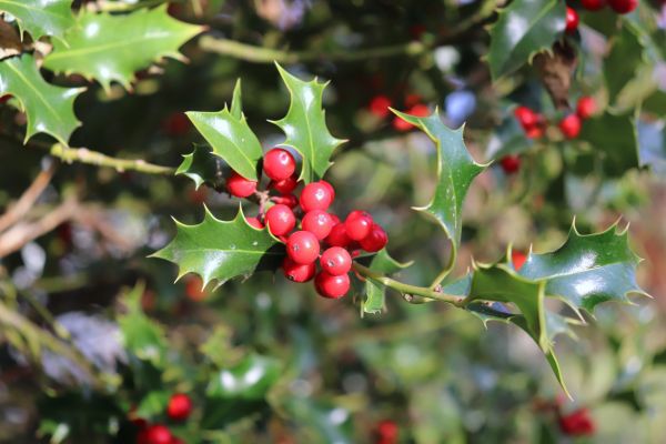 Cost of Holly Tree Trimming in Overland Park