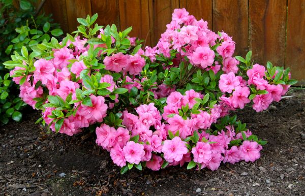 Cost of Azaleas Removal in Overland Park