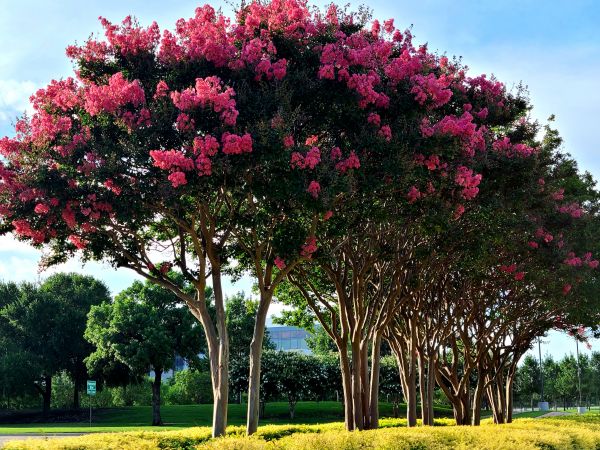 Cost of Crepe Myrtle Pruning in Overland Park