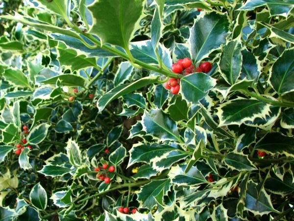 Cost of Holly Bushes Trimming in Overland Park