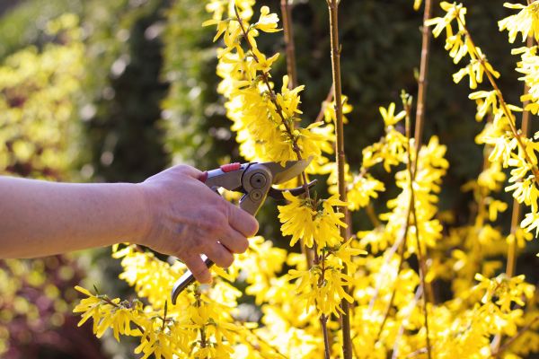 Forsythia Pruning in Overland Park