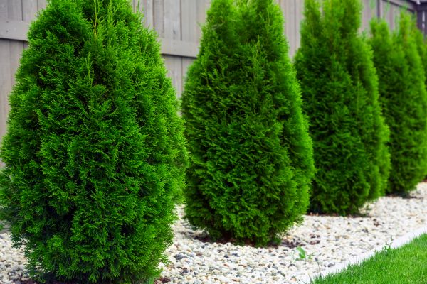 Cost of Arborvitae Removal in Overland Park
