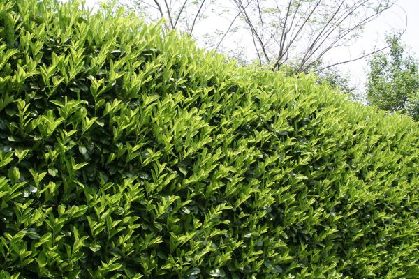 Cost of Laurel Shrub Removal in Overland Park