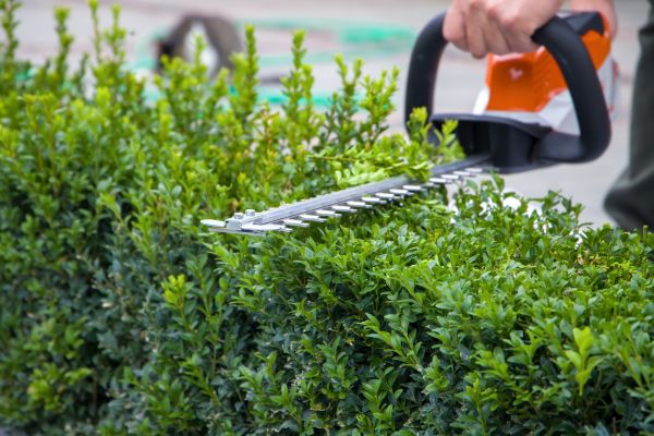 Cost of Evergreen Hedge Trimming in Overland Park