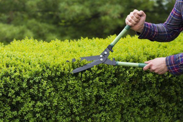 Cost of Evergreen Shrub Pruning in Overland Park