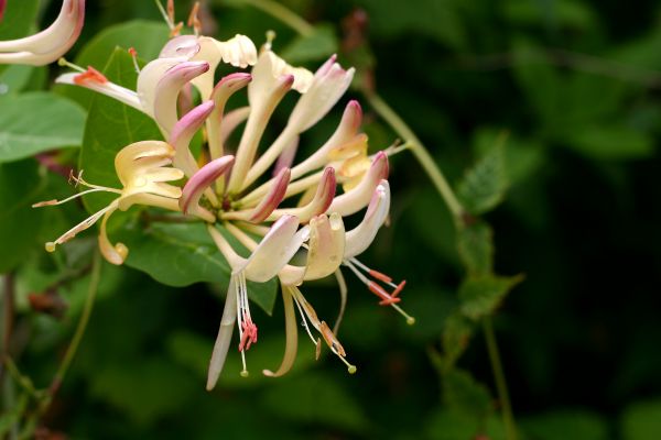 Honeysuckle Control