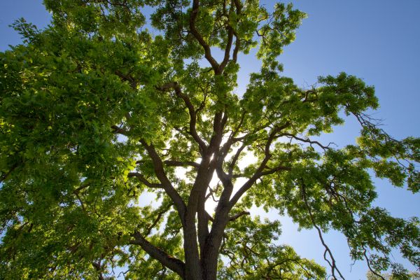 Tree Crown Trimming