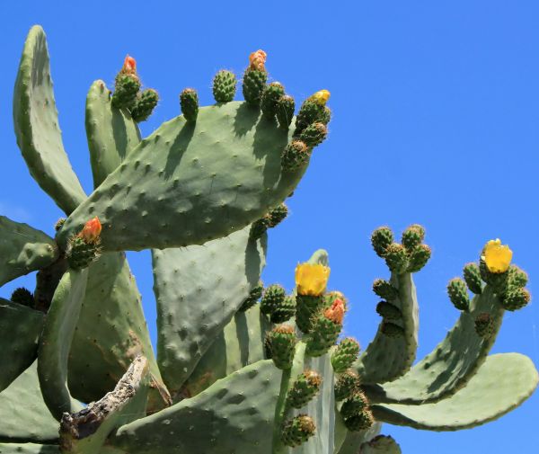 Cost of Cactus Removal in Overland Park