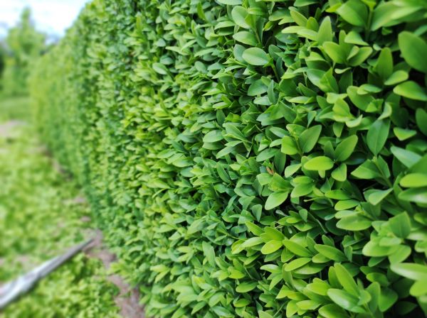 Cost of Boxwood Pruning in Overland Park