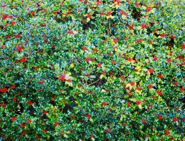Cost of Holly Bush Removal in Overland Park
