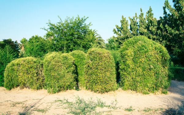 Cost of Bamboo Hedge Removal in Overland Park