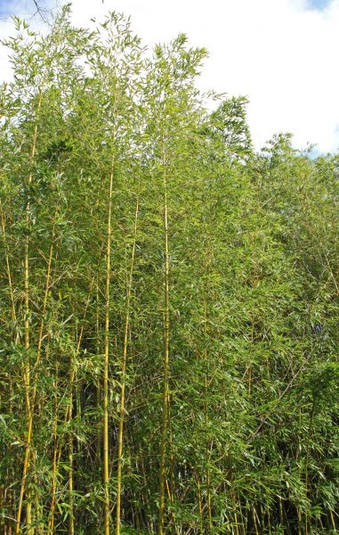 Bamboo Hedge Clearing