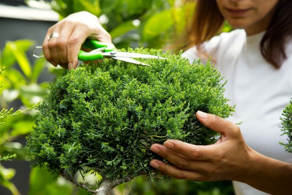 Cost of Juniper Shrub Pruning in Overland Park