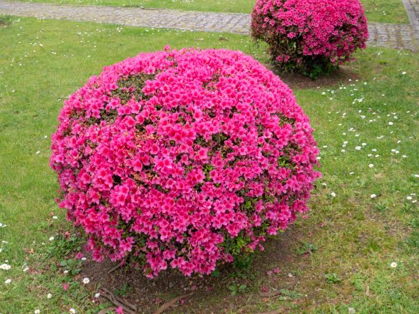 Cost of Rhododendron Pruning in Overland Park
