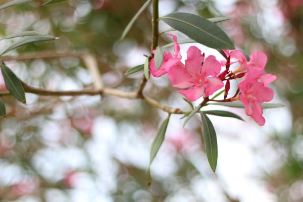 Cost of Oleander Removal in Overland Park