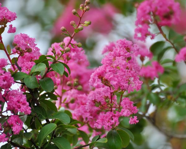 Cost of Crepe Myrtle Removal in Overland Park