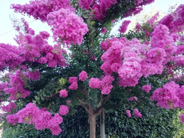 Cost of Crape Myrtle Pruning in Overland Park