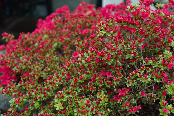 Cost of Weigela Removal Service in Overland Park