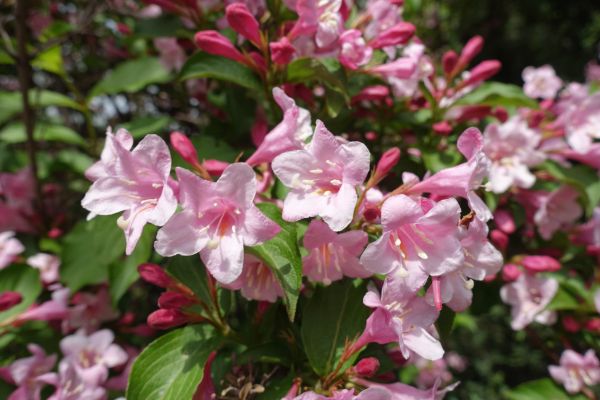 Cost of Weigela Pruning Service in Overland Park