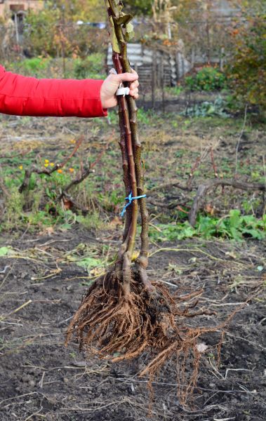 Cost of Shrub Root Removal in Overland Park