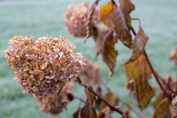 Cost of Hydrangea Removal in Overland Park