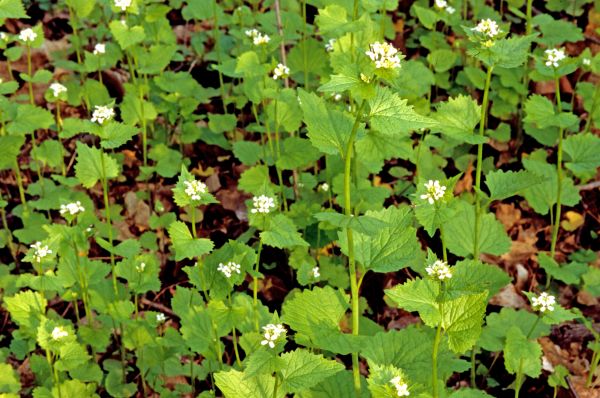 Cost of Garlic Mustard Removal in Overland Park