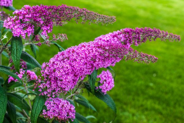 Cost of Butterfly Bush Removal in Overland Park