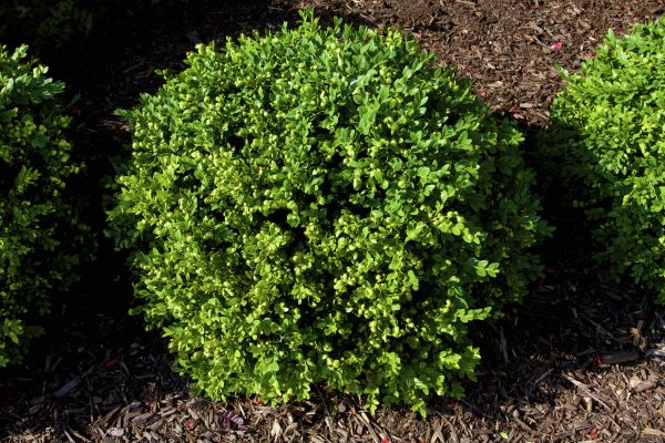 Cost of Boxwood Removal in Overland Park