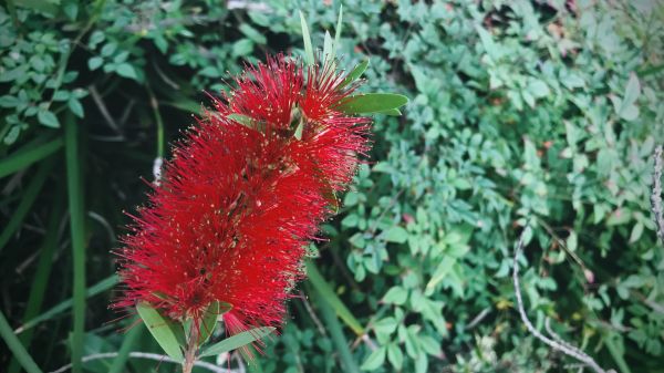 Cost of Bottlebrush Pruning in Overland Park