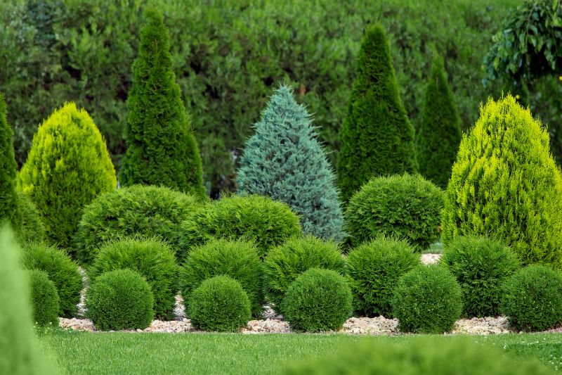 Neatly Shaped Shrubs